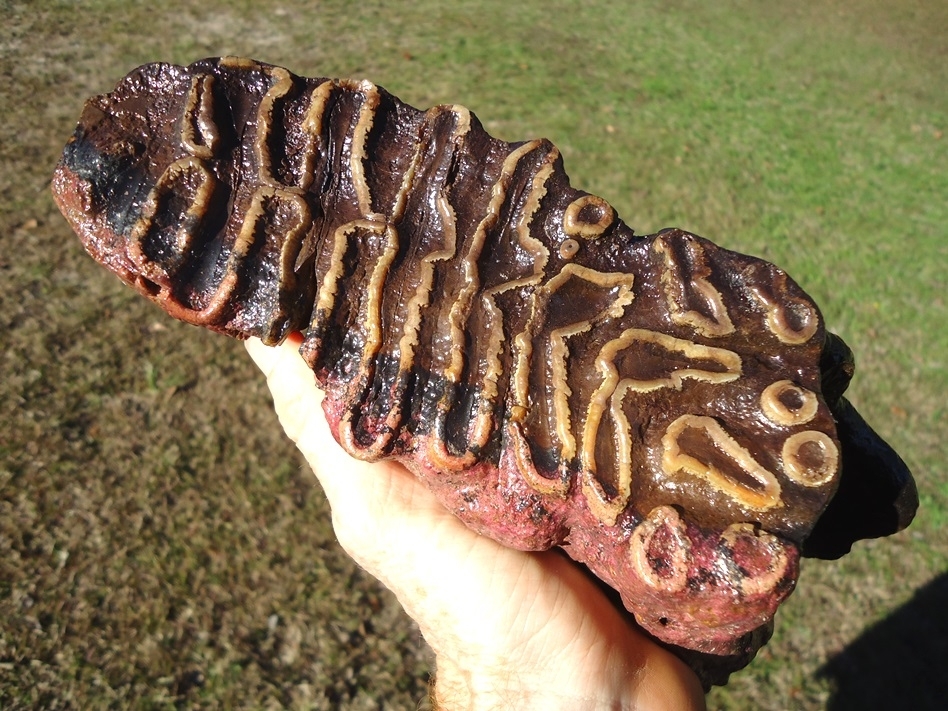 Large image 4 Unique Pathological Mammoth Tooth with Pink Algae