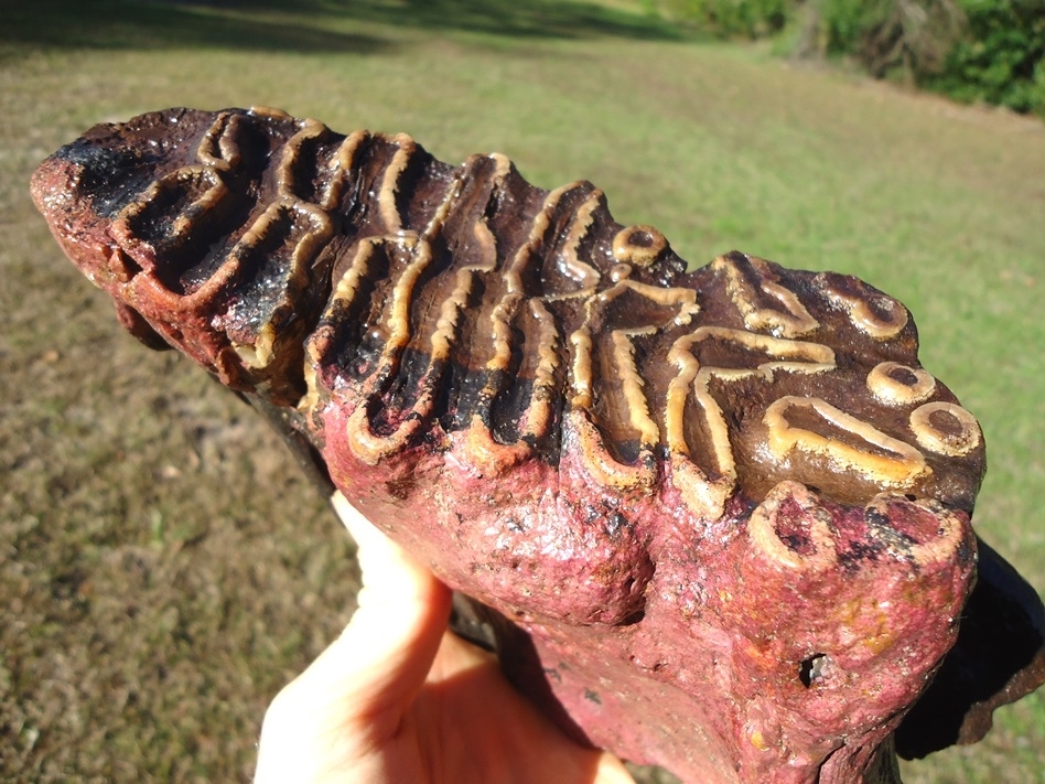 Large image 5 Unique Pathological Mammoth Tooth with Pink Algae