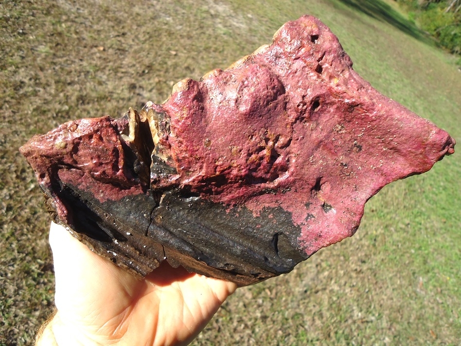 Large image 6 Unique Pathological Mammoth Tooth with Pink Algae