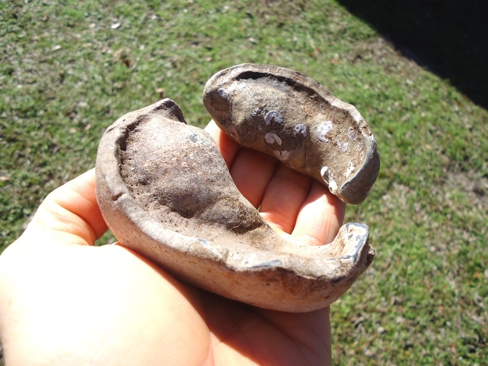 Large image 1 Two Nice Whale Inner Ear Bones