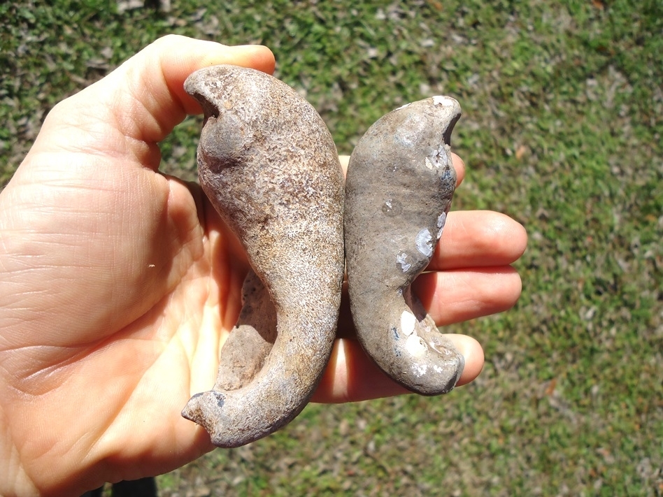 Large image 3 Two Nice Whale Inner Ear Bones