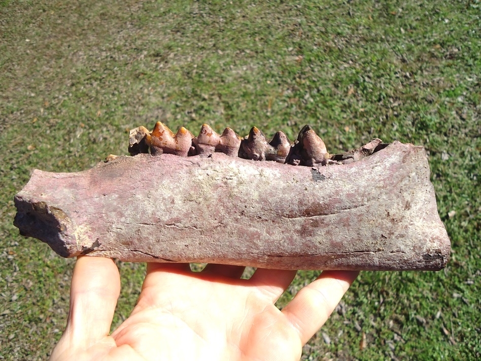 Large image 1 Stunning Colorful Tapir Mandible