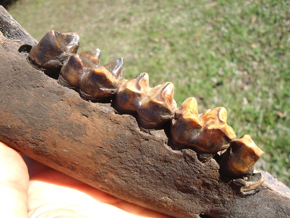 Large image 3 Stunning Colorful Tapir Mandible