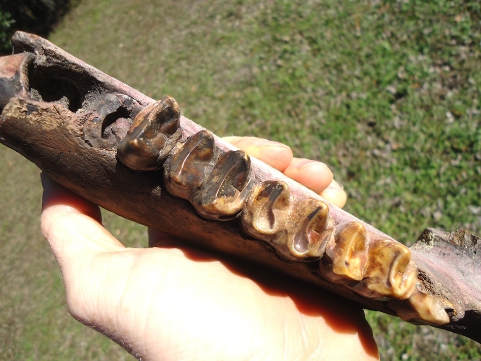 Large image 4 Stunning Colorful Tapir Mandible