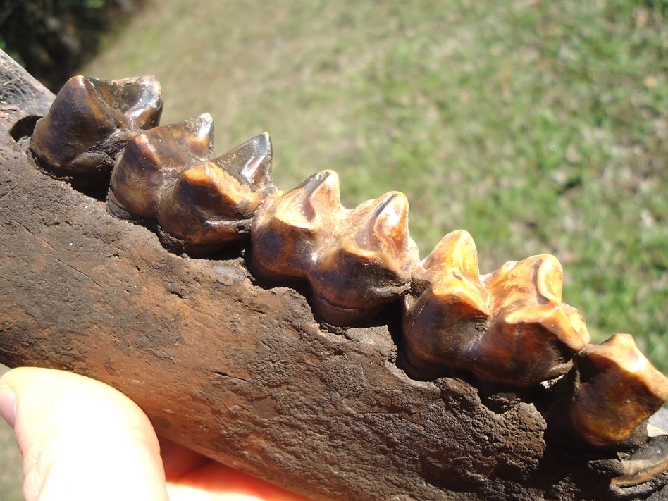 Large image 7 Stunning Colorful Tapir Mandible