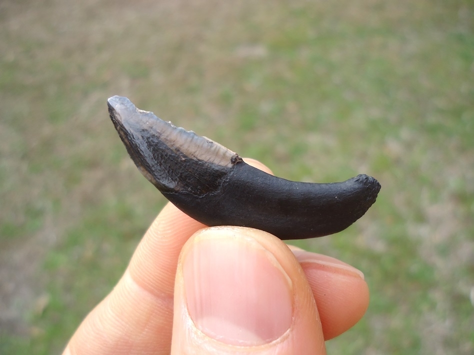 Large image 1 Top Quality Llama Canine Tooth