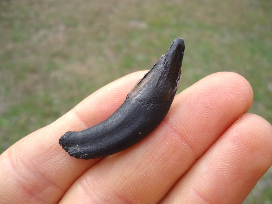 Large image 3 Top Quality Llama Canine Tooth