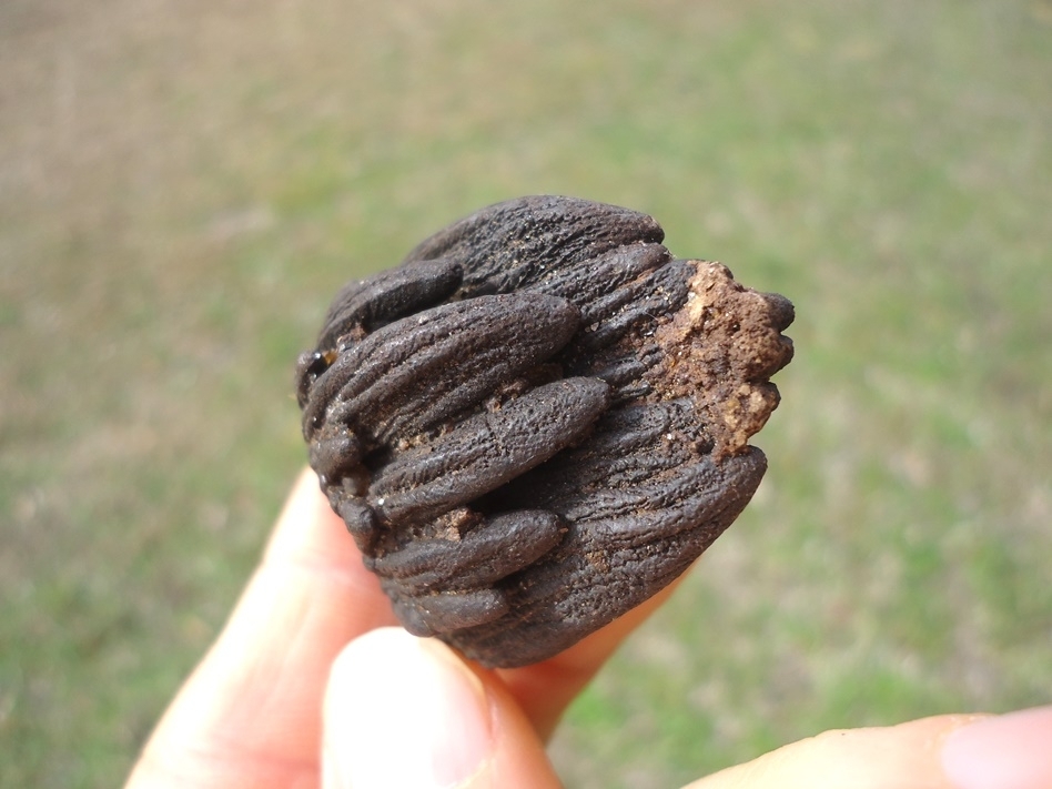 Large image 1 Bargain Juvenile Mammoth Tooth