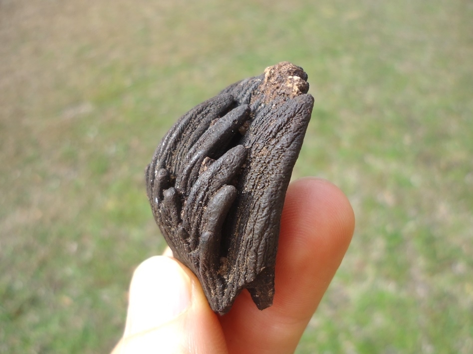 Large image 2 Bargain Juvenile Mammoth Tooth