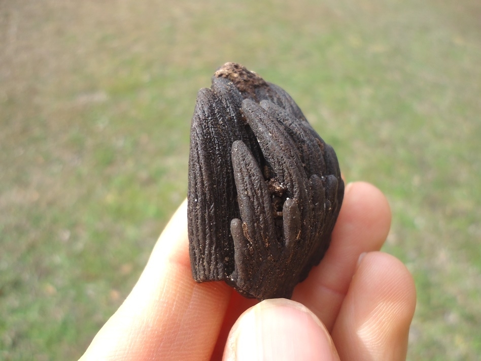 Large image 3 Bargain Juvenile Mammoth Tooth