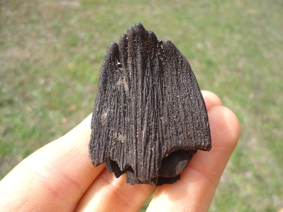 Large image 4 Bargain Juvenile Mammoth Tooth