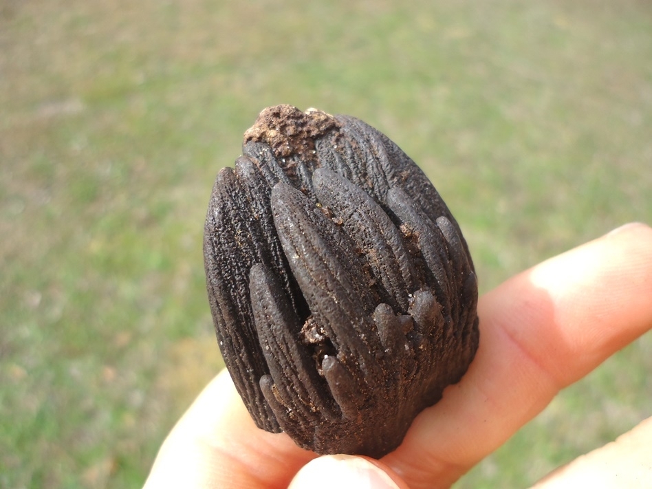 Large image 5 Bargain Juvenile Mammoth Tooth