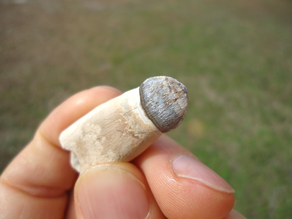 Large image 3 Unique Attractive Fully Rooted Alligator Tooth