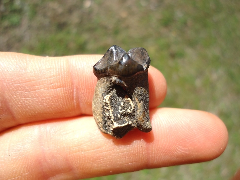 Large image 1 Excellent Spectacled Bear Upper Premolar