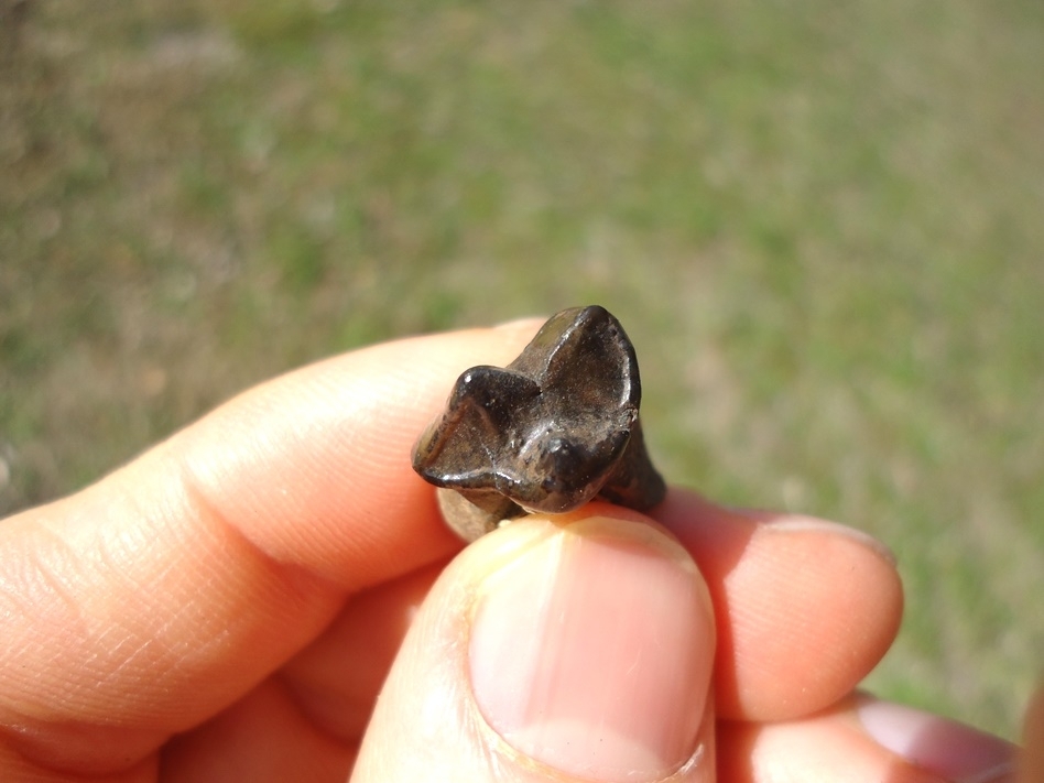 Large image 2 Excellent Spectacled Bear Upper Premolar