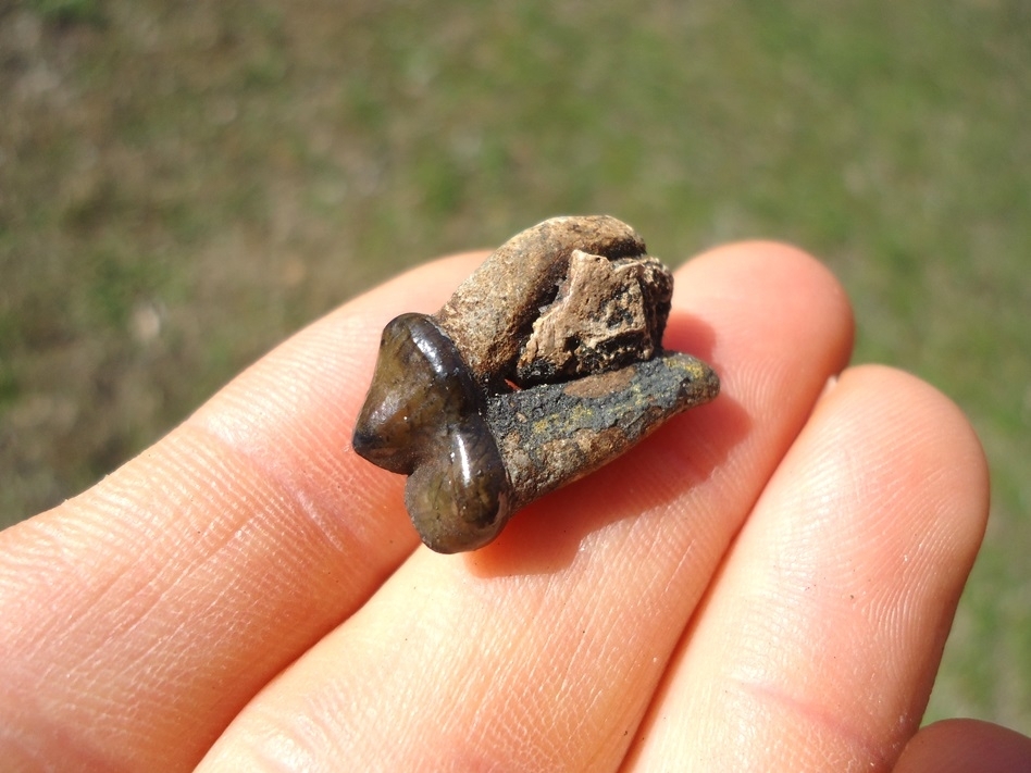 Large image 3 Excellent Spectacled Bear Upper Premolar