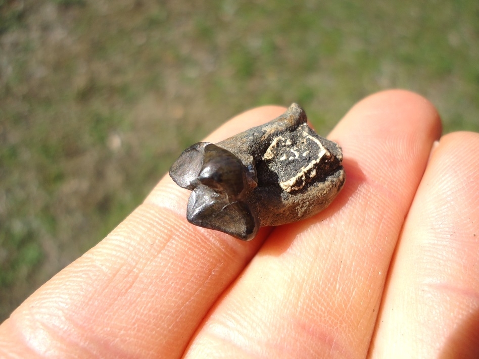 Large image 4 Excellent Spectacled Bear Upper Premolar