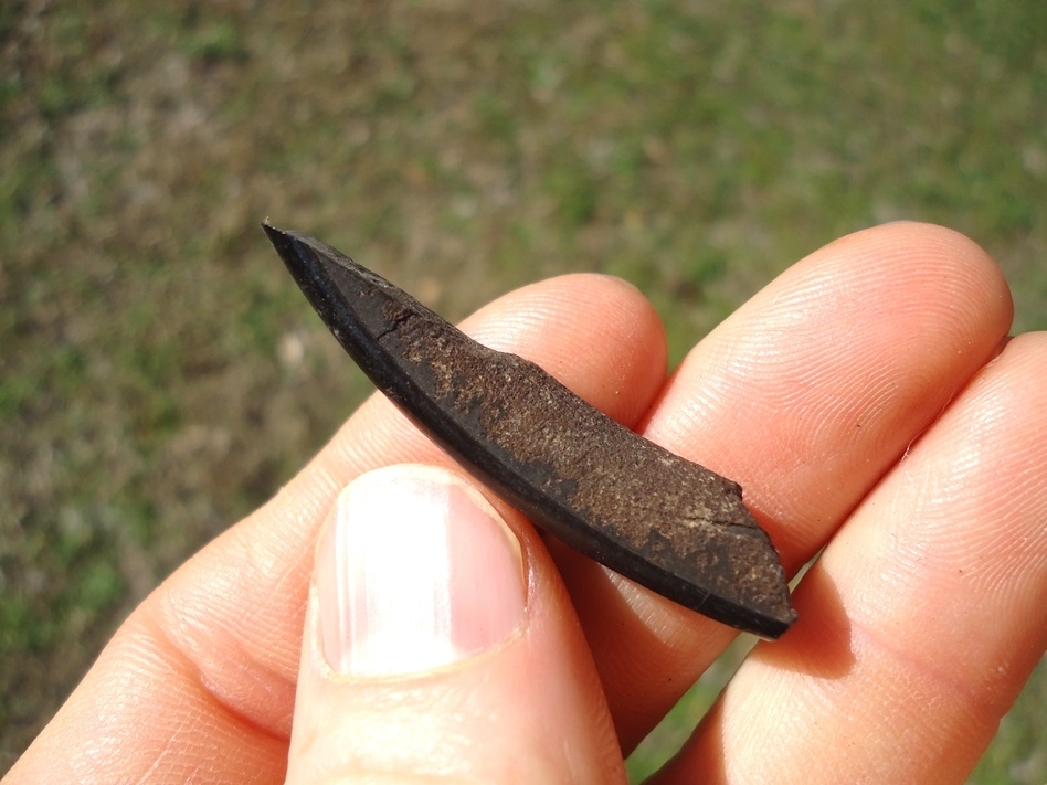 Large image 2 Nice Section of Beaver Incisor