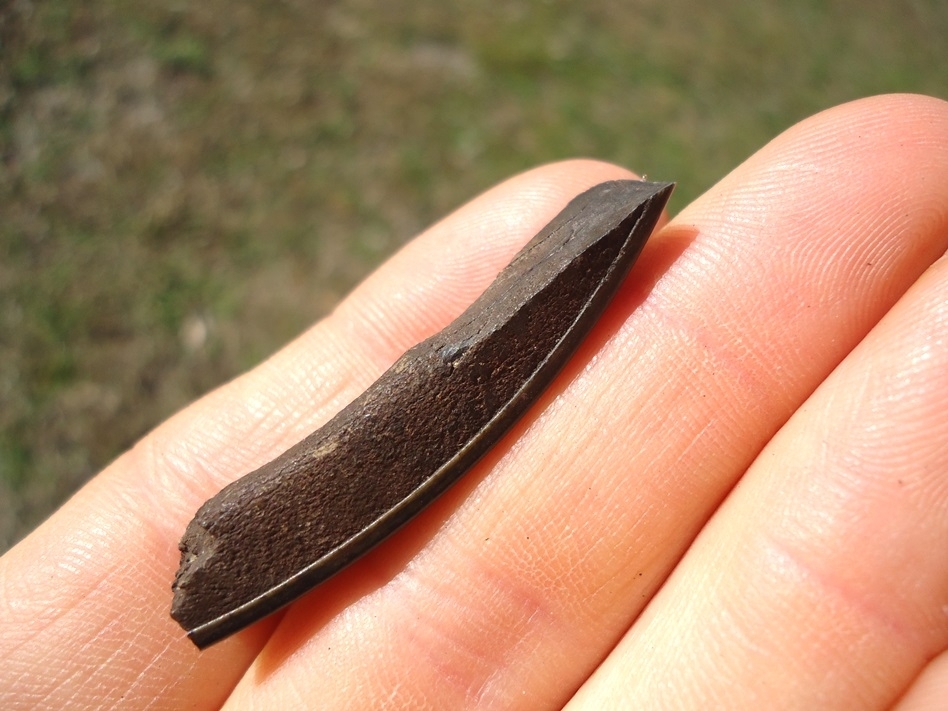 Large image 3 Nice Section of Beaver Incisor