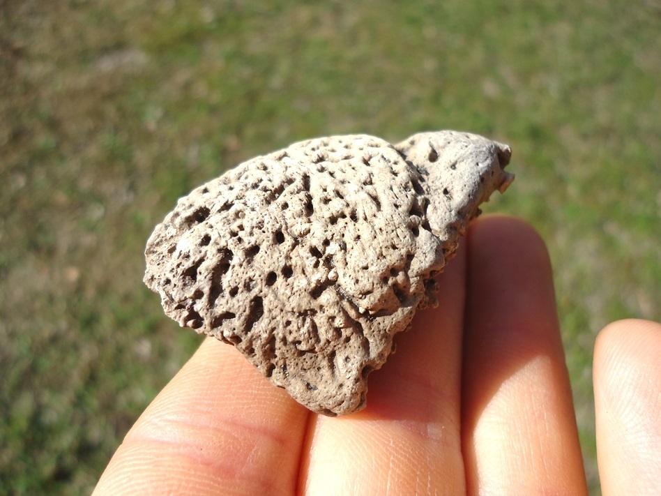 Large image 3 Excellent Glyptodon Spike Scute