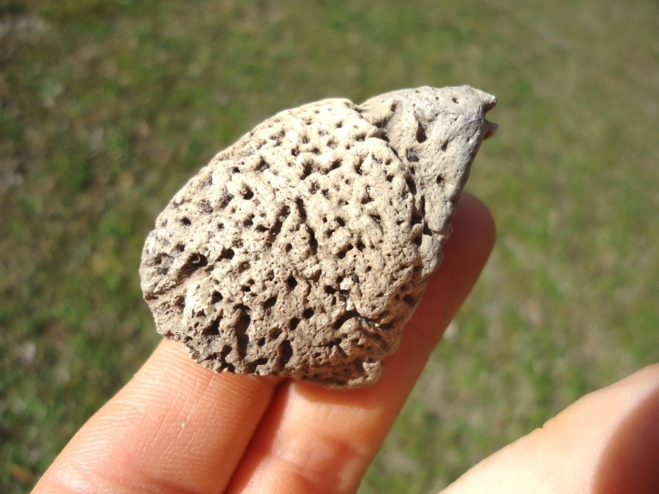 Large image 4 Excellent Glyptodon Spike Scute