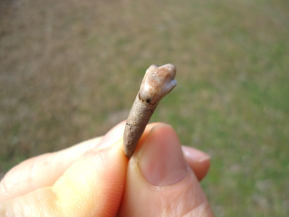 Large image 1 Exceptional Dire Wolf Incisor Tooth