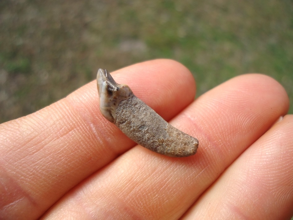 Large image 2 Exceptional Dire Wolf Incisor Tooth