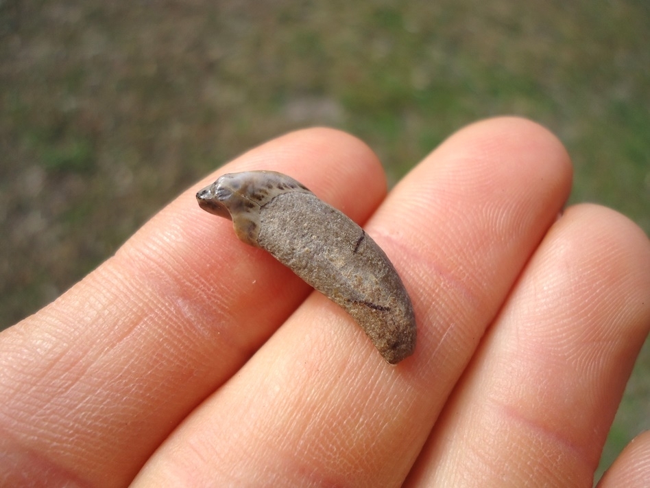 Large image 3 Exceptional Dire Wolf Incisor Tooth