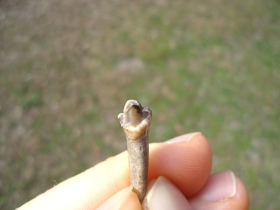 Large image 4 Exceptional Dire Wolf Incisor Tooth