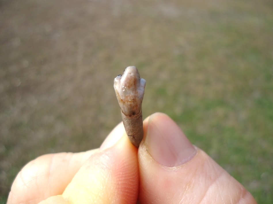 Large image 5 Exceptional Dire Wolf Incisor Tooth