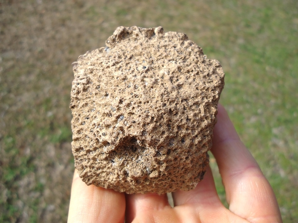 Large image 1 Monster Sized Glyptodon Spike Scute