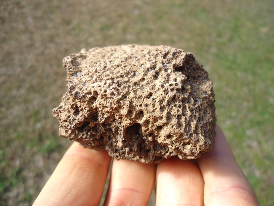 Large image 3 Monster Sized Glyptodon Spike Scute