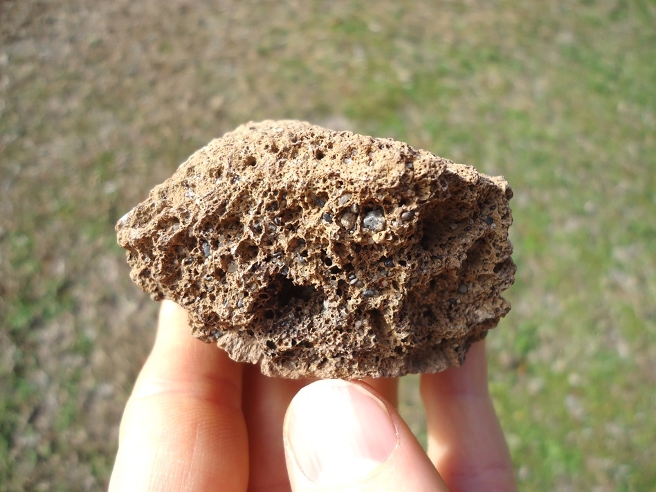 Large image 5 Monster Sized Glyptodon Spike Scute