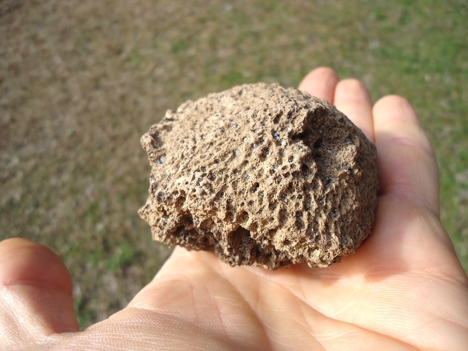 Large image 7 Monster Sized Glyptodon Spike Scute