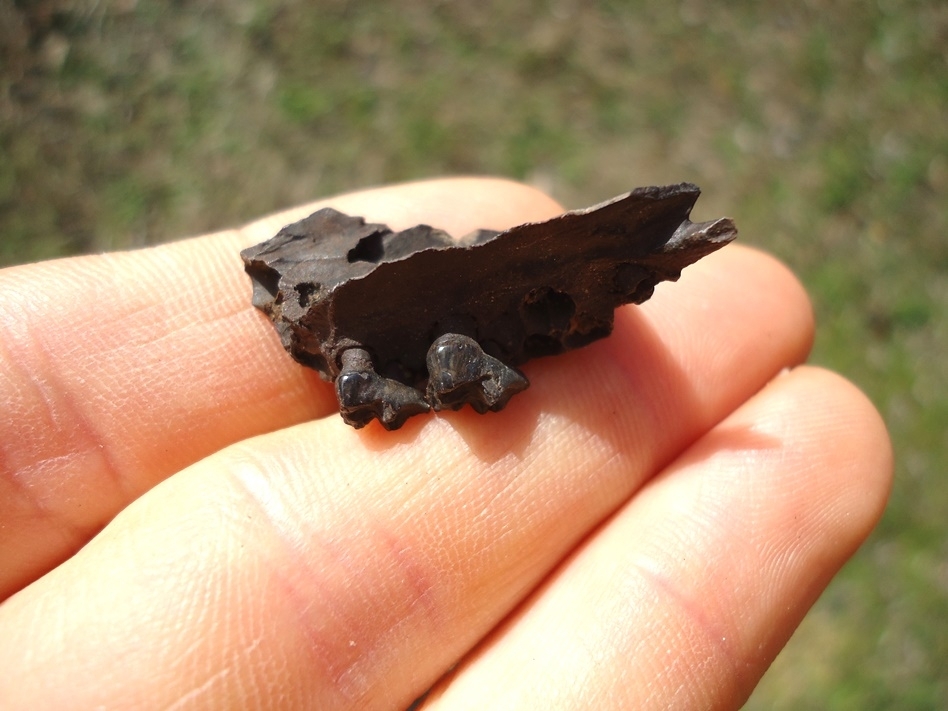 Large image 1 Section of Opossum Maxilla with Two Teeth