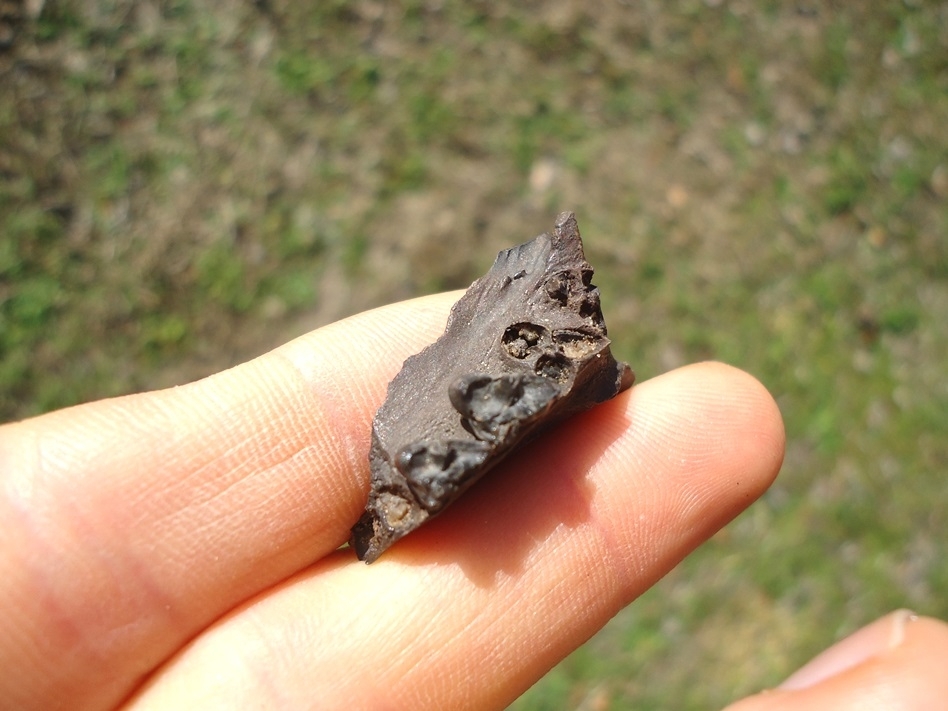 Large image 2 Section of Opossum Maxilla with Two Teeth