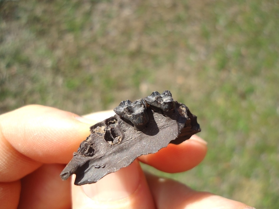 Large image 3 Section of Opossum Maxilla with Two Teeth