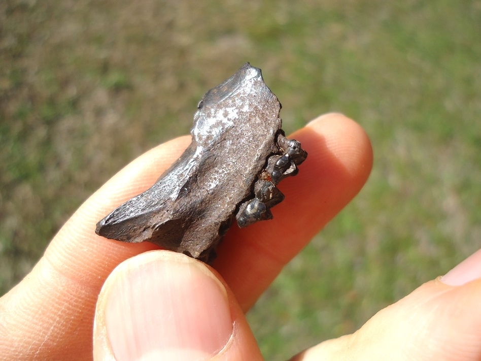 Large image 4 Section of Opossum Maxilla with Two Teeth