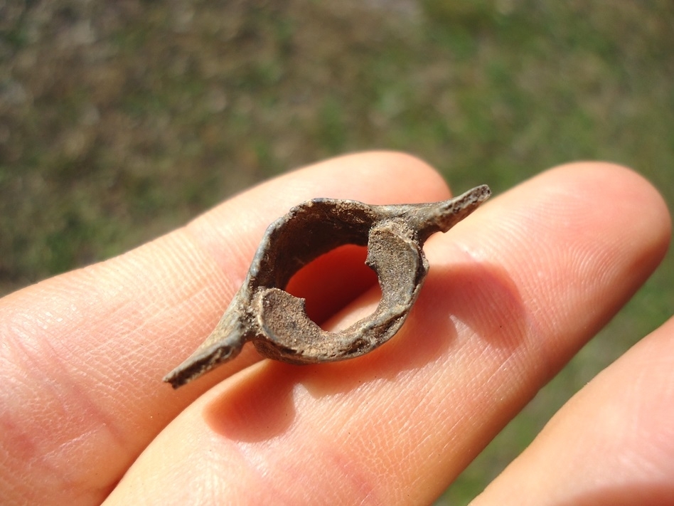 Large image 1 Uncommon Opossum Atlas Vertebra