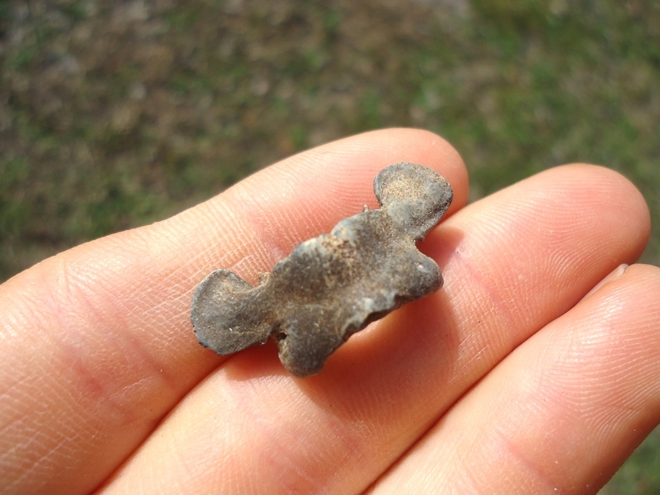 Large image 3 Uncommon Opossum Atlas Vertebra