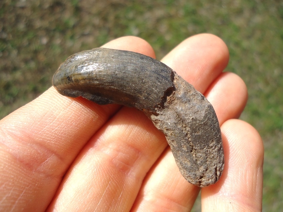 Large image 1 Huge Horse Canine Tooth