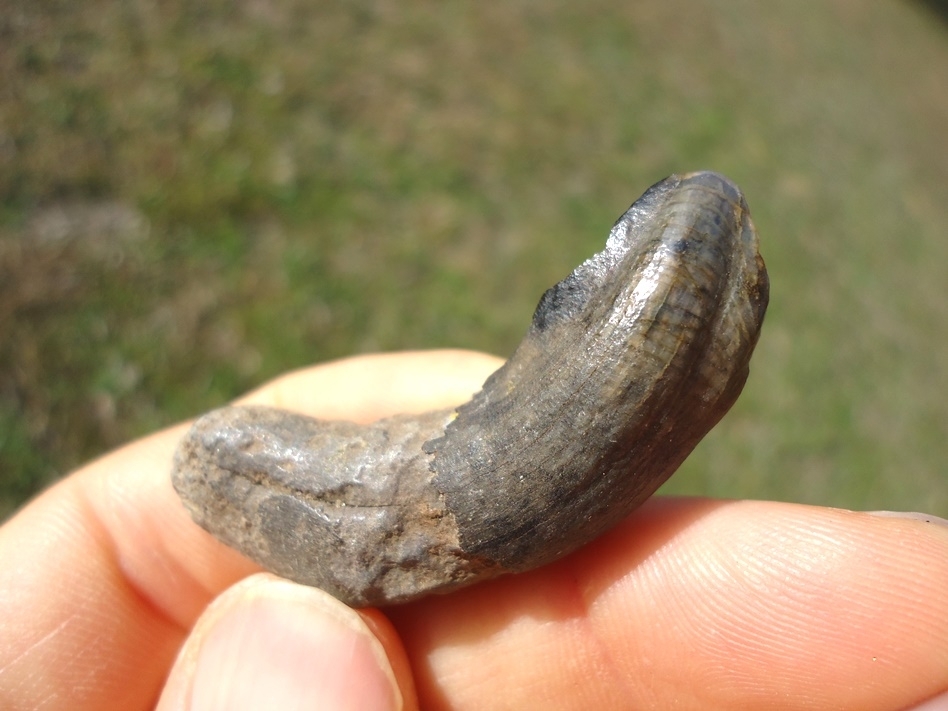 Large image 2 Huge Horse Canine Tooth