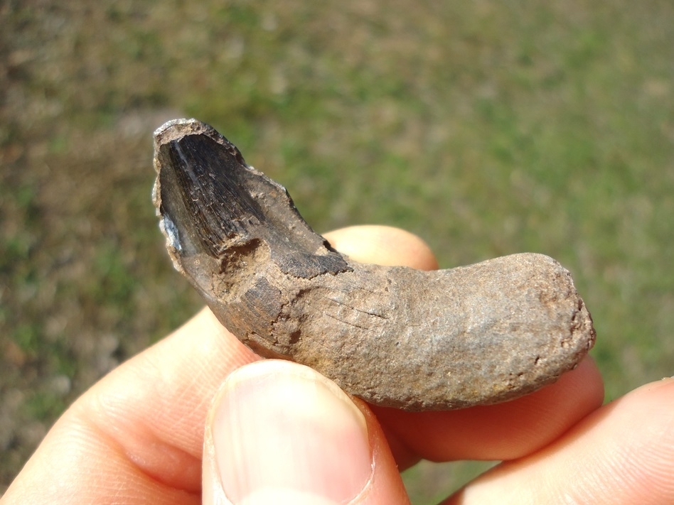 Large image 3 Huge Horse Canine Tooth