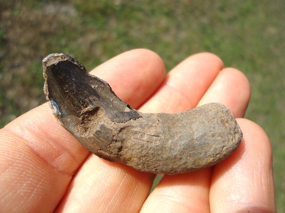 Large image 5 Huge Horse Canine Tooth