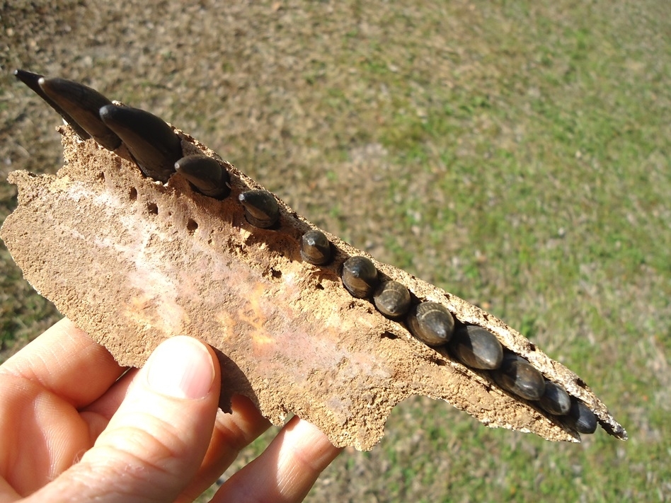 Large image 2 Exceptional Alligator Maxilla with 13 Teeth