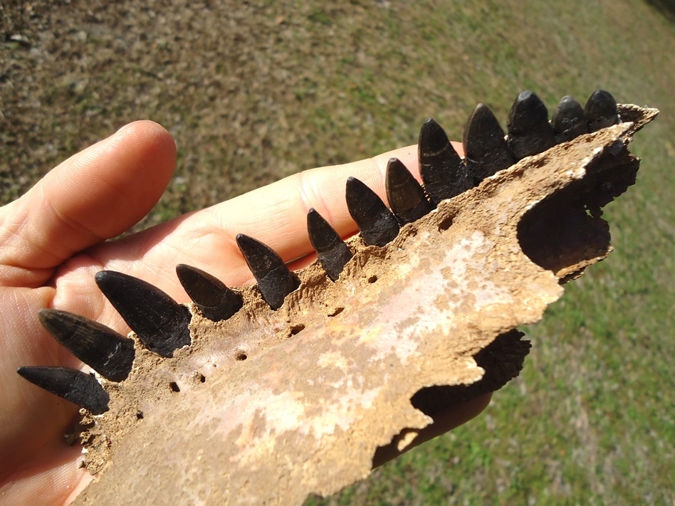 Large image 4 Exceptional Alligator Maxilla with 13 Teeth