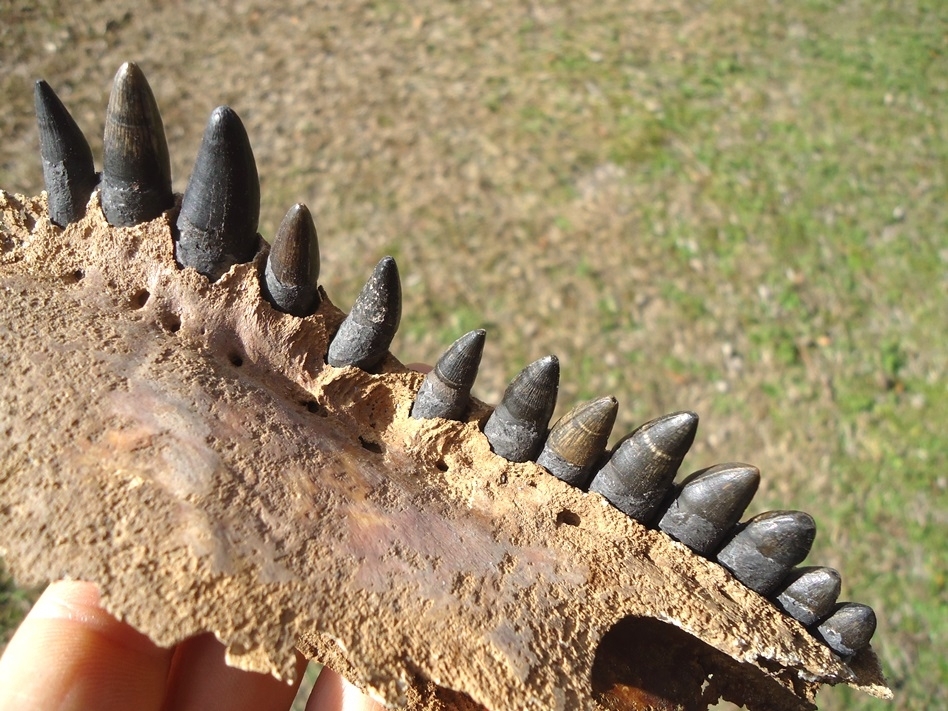 Large image 5 Exceptional Alligator Maxilla with 13 Teeth