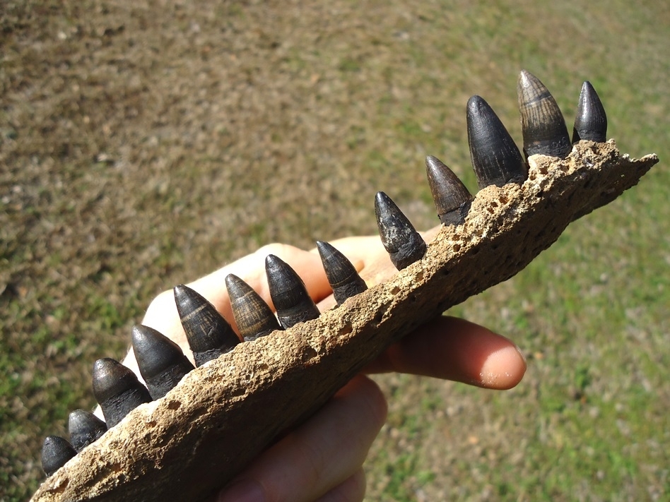 Large image 6 Exceptional Alligator Maxilla with 13 Teeth