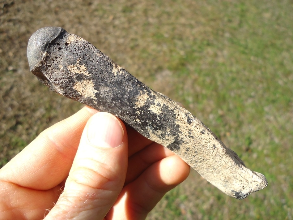 Large image 2 Unique Mottled Tapir Side Metapodial