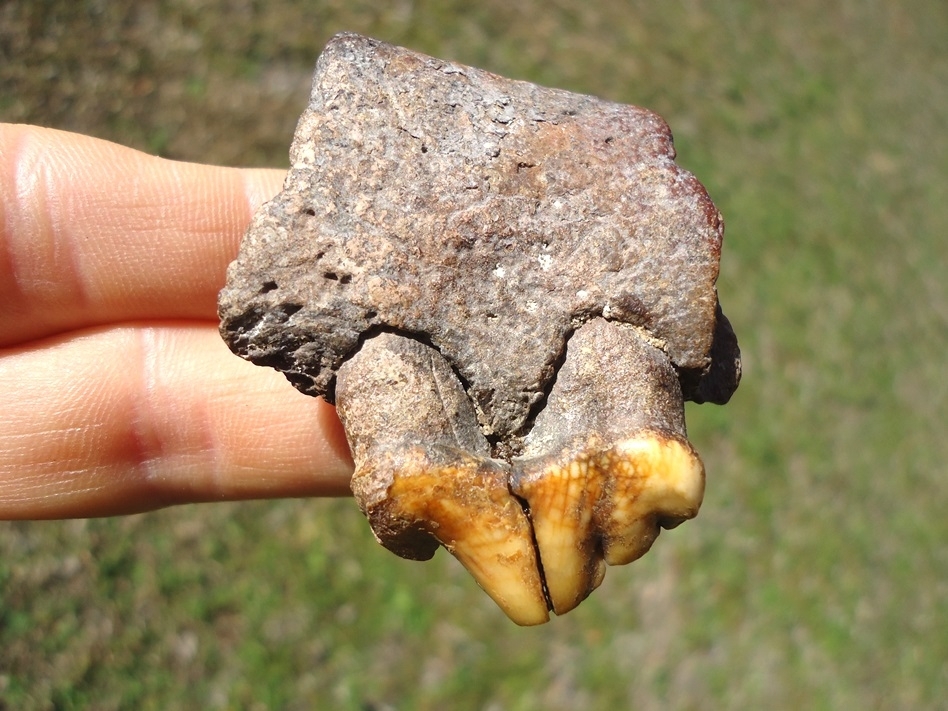 Large image 1 Beyond Rare American Lion Premolar in Jaw